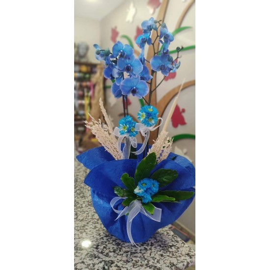 Mavi Orkide
