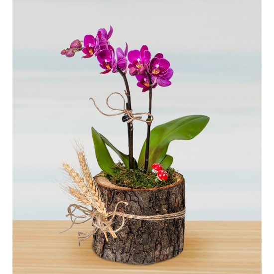 Kütükte Minyatür Orkide 